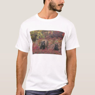 Camiseta EUA, Alasca, Parque Nacional Denali. Urso pardo