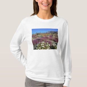 Camiseta EUA, Califórnia, Anza-Borrego DSP. Dune evening