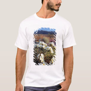 Camiseta EUA, Califórnia, Anza-Borrego DSP. Dune evening 2