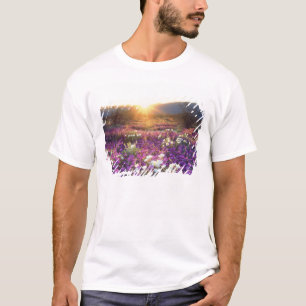 Camiseta EUA, Califórnia, Parque Estadual do Deserto de Anz