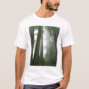 Camiseta EUA, Califórnia, Parque Nacional Redwood.
