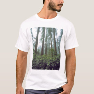 Camiseta EUA, Califórnia, Redwood NP. Névoa filtra a