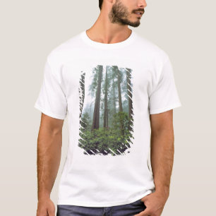 Camiseta EUA, Califórnia, Redwood NP. Névoa filtra a