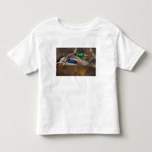 Camiseta EUA, Estado de Washington, Pato-real, macho, voo.