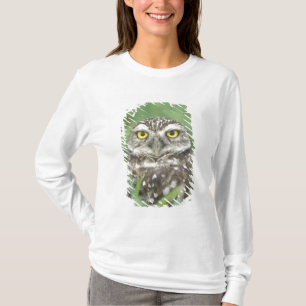 Camiseta EUA, Flórida, Cape Coral, Coruja-buraqueira (Athen