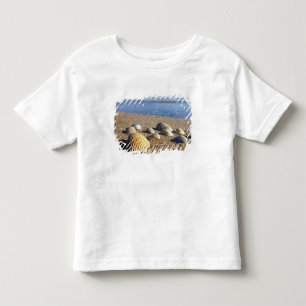 Camiseta EUA, Flórida, Conchas Marinhas Costeiras