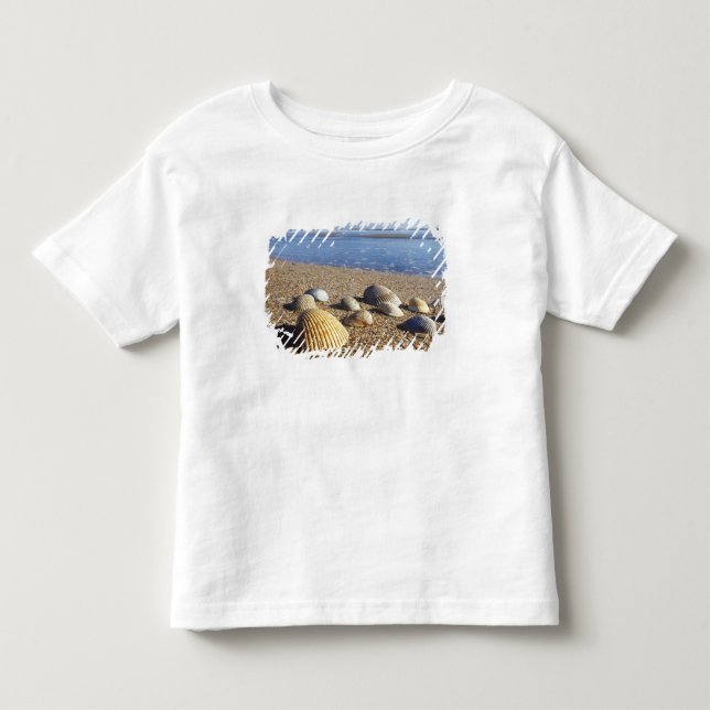 Camiseta EUA, Flórida, Conchas Marinhas Costeiras (Frente)