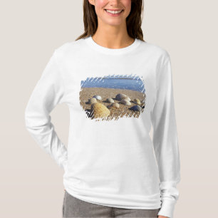 Camiseta EUA, Flórida, Conchas Marinhas Costeiras