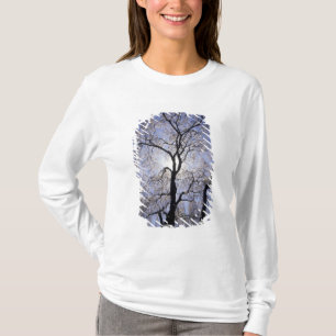 Camiseta EUA, Kentucky, Lexington. Árvore com iluminação tr