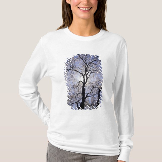 Camiseta EUA, Kentucky, Lexington. Árvore com iluminação tr (Frente)