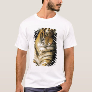 Camiseta EUA, Michigan, Detroit. Zoológico de Detroit, tigr