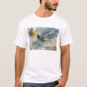 Camiseta EUA, Oregon, Bend. Agulhas de pinheiro ponderosa s