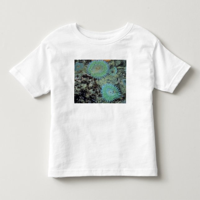 Camiseta EUA, Oregon, Neptuno SP. Mar com tons de joia (Frente)