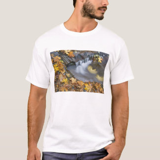 Camiseta EUA, Oregon, Sweet Creek. Folhas de bordo caídas