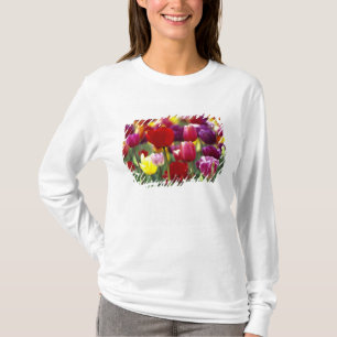 Camiseta EUA, Oregon, Vale do Willamette. Linda