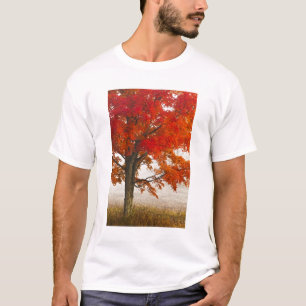 Camiseta EUA, Virgínia Ocidental, Davis. Bordo vermelho no 