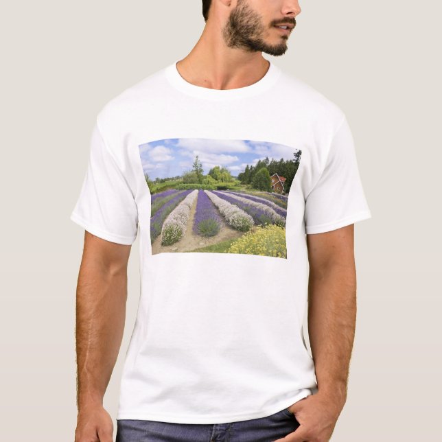 Camiseta EUA, WA, Sequim, Fazenda de Lavanda de Risco Roxo (Frente)
