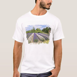 Camiseta EUA, WA, Sequim, Fazenda de Lavanda de Risco Roxo