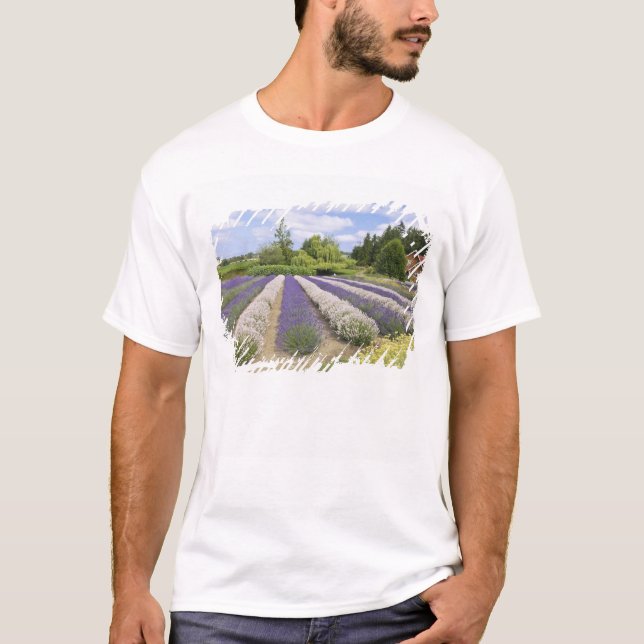 Camiseta EUA, WA, Sequim, Fazenda de Lavanda de Risco Roxo (Frente)
