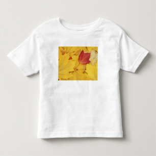 Camiseta EUA, Washington, Finch Arboretum, Vermelho e