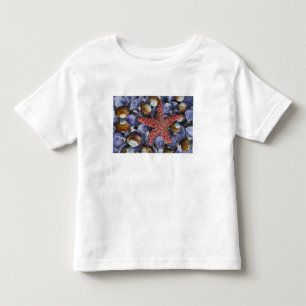 Camiseta EUA, Washington, Hood Canal, Seabeck. Close-up