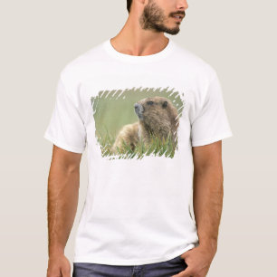 Camiseta EUA, Washington, Parque Nacional Olímpico, Marmota