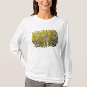 Camiseta EUA, Washington, Stevens Pass Álamo colorido de ou