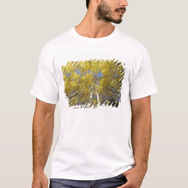 Camiseta EUA, Washington, Stevens Pass Álamo de outono colo (Frente)