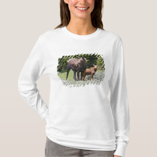Camiseta EUA, Wyoming, Montanhas Bighorn, alce Alces