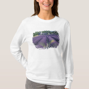 Camiseta Europa, França, Provença. Campos de lavanda
