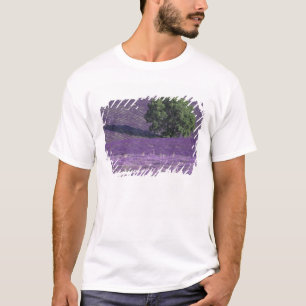 Camiseta Europa, França, Provença, Sault, Campos de lavanda