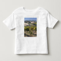 Europa, Itália, Úmbria, perto de Montefalco, Vinha