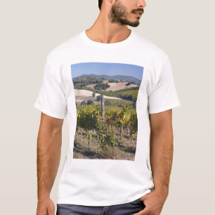 Camiseta Europa, Itália, Úmbria, perto de Montefalco, Vinha