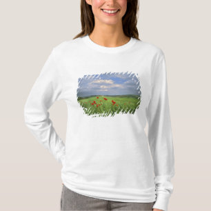 Camiseta Europa, Toscana, Poggiolo. Papoulas vermelhas bala