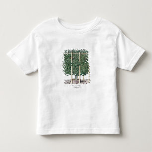 Camiseta Eystettensis indica do Ficus, 'do Hortus Eystet