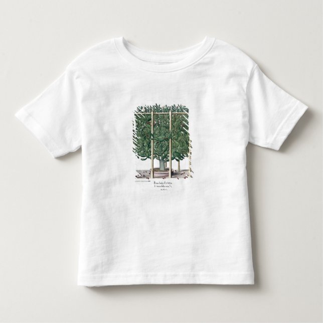Camiseta Eystettensis indica do Ficus, 'do Hortus Eystet (Frente)