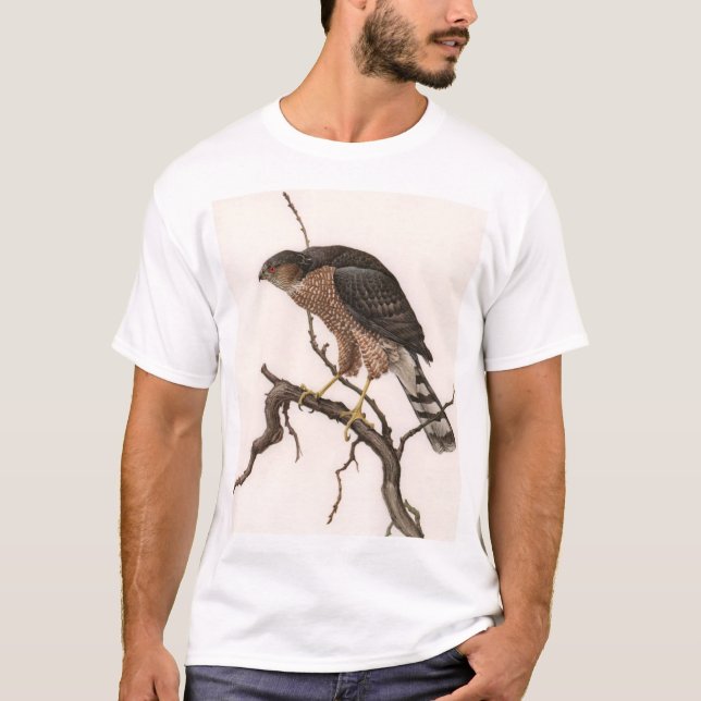 Camiseta falcão Afiado-shinned, fêmea adulta (Frente)