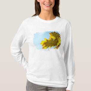 Camiseta Feche acima das folhas amarelas da queda