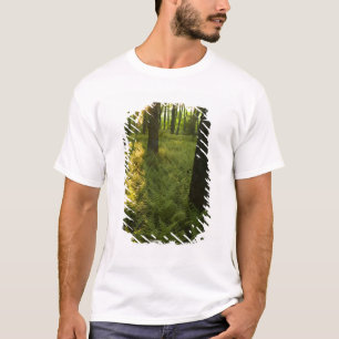 Camiseta Ferns na floresta em Grafton, Massachusetts.