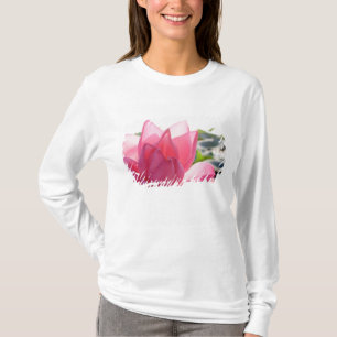 Camiseta flor de lótus [Nelumbo speciosum] em plena