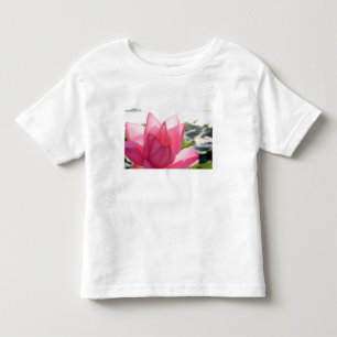 Camiseta flor de lótus [Nelumbo speciosum] em plena