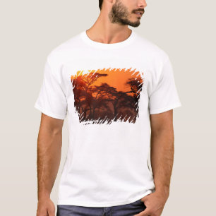 Camiseta floresta de Acácia silhuetada ao pôr do sol, Taran