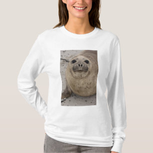Camiseta Foca elefante do sul Mirounga leonina)