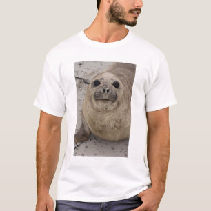 Camiseta Foca-elefante-do-sul (Mirounga leonina)
