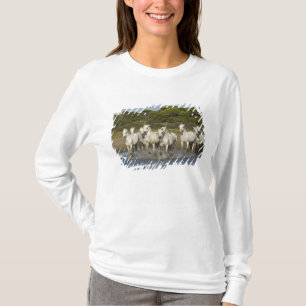 Camiseta França, Camargue. Cavalos correm através do estuár