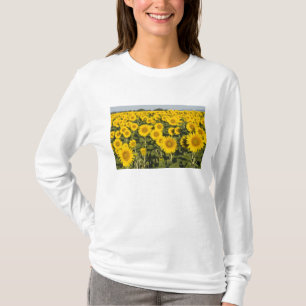 Camiseta França, Provença, Valensole. Campo de