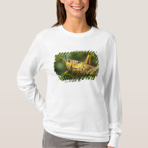 Camiseta Gafanhoto, Parque Nacional Everglades, Flórida,