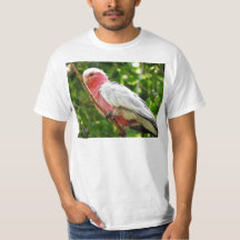 Galah (Cockatoo cor-de-rosa de Breasted)