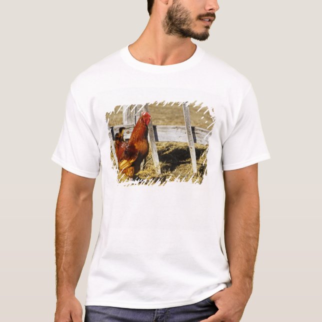 Camiseta Galo Vermelho de Rhode Island (Frente)