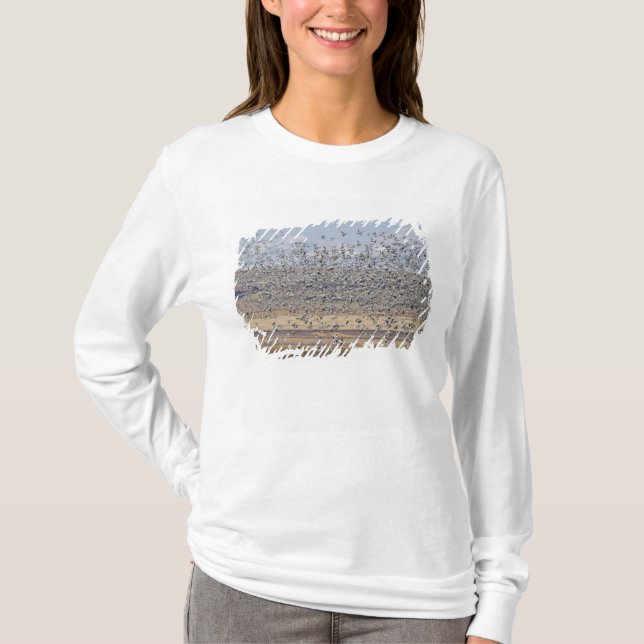 Camiseta Gansos da neve durante a migração da primavera (Frente)